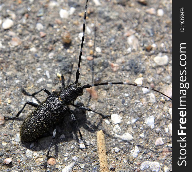 Black bug sitting on a ground.