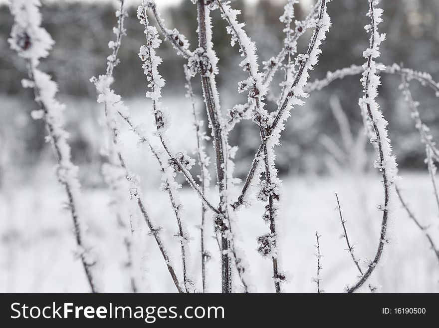 Winter landscape in snow