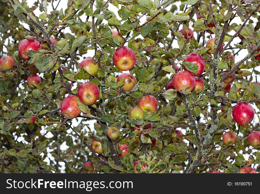 Ripe  Apples Growing On Tree