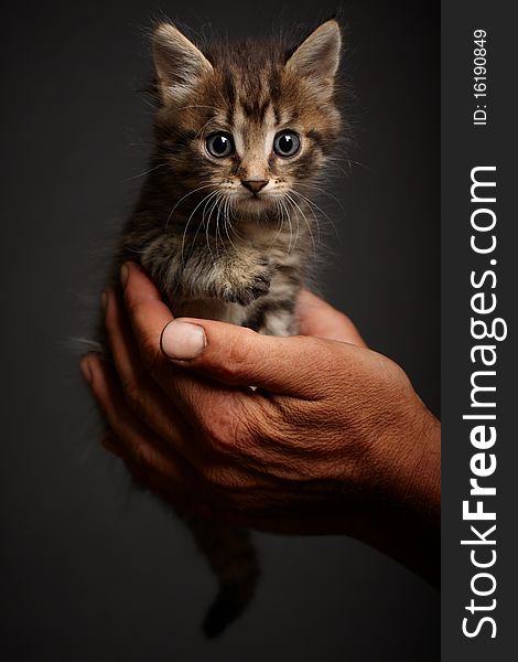 Small cat on black background. studio shot. Small cat on black background. studio shot