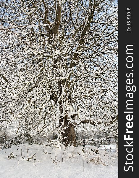 Winter tree landscape covered in snow