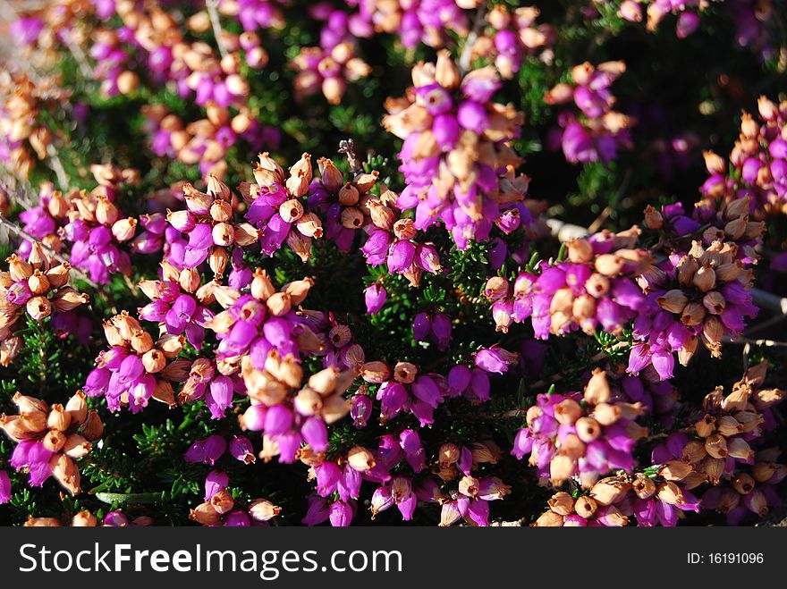 Heath flowers (Brittany, France). Erica Tetralix