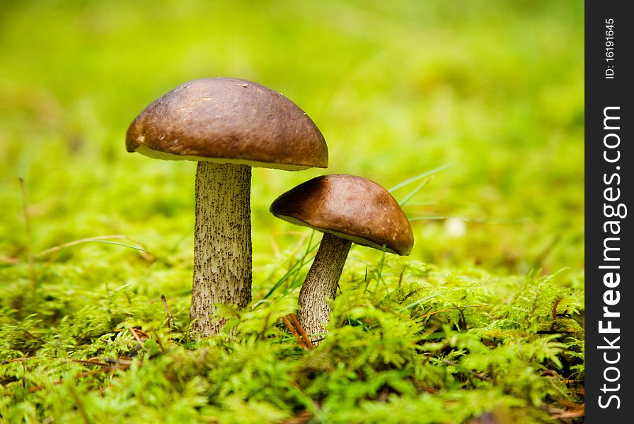 Squirrel's bread; Boletus edulis