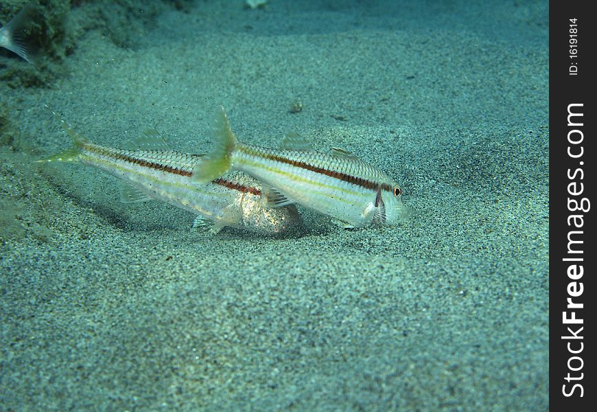 A “Mullus” fishes.  Shoted in the wild in Mediteraanean sea.