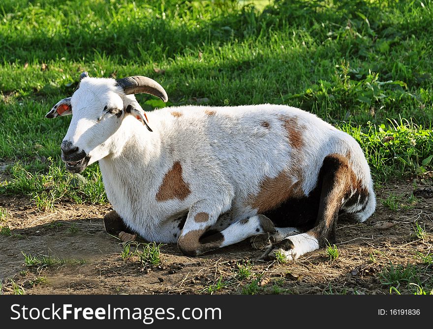 Laying cameroon sheep looks like goat, Lipno, Czech Republic