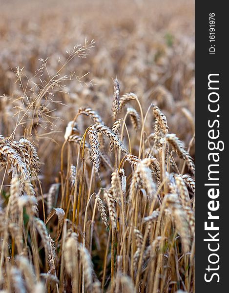 Crop of rye - golden cereal