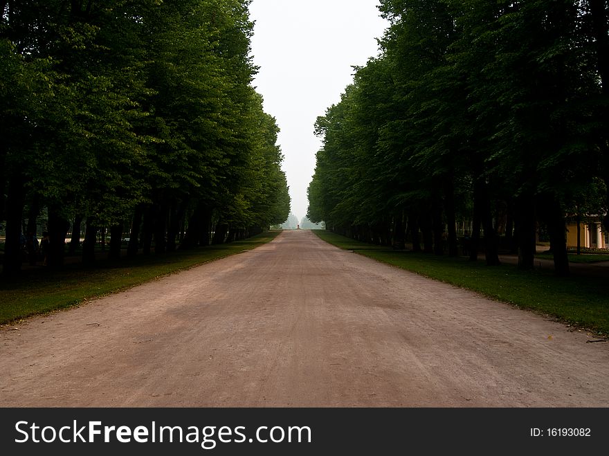 Wide road through the forest