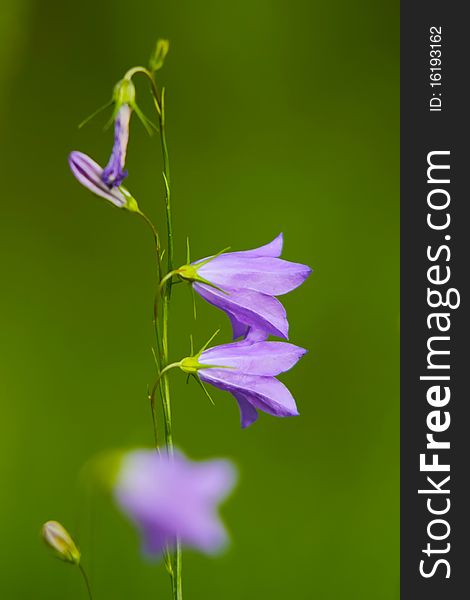 Harebell wildflowers - Campanula rotundifolia - Bellflower family - 'bluebells'