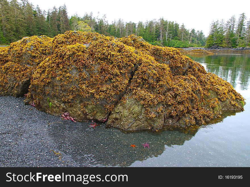 Intertidal zones exposed at low tide, near Sitka, Alaska