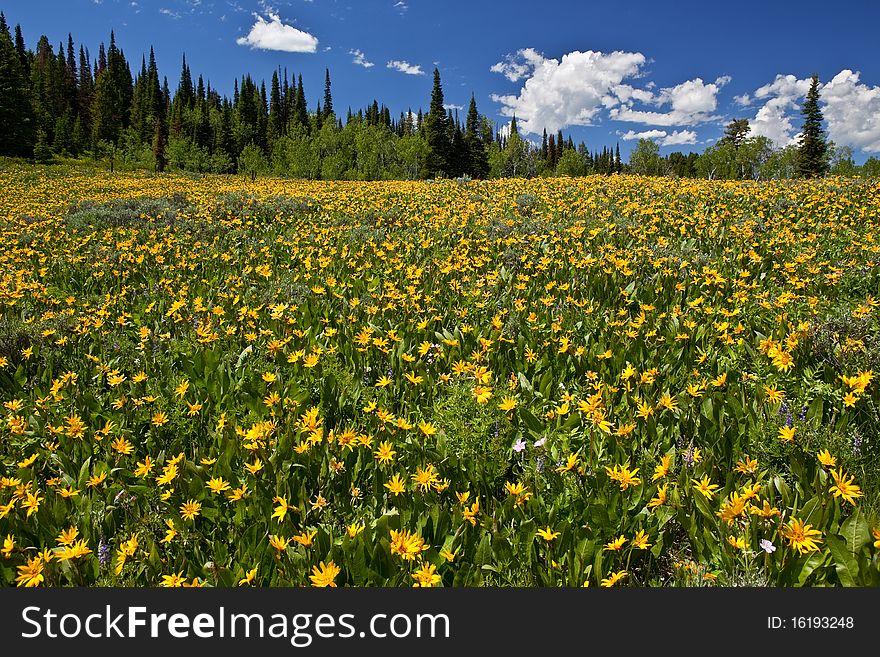 A meadow of Rocky Mountain Sunflowers or 'Little Sunflowers' (Helianthella unifloria) near Salt River Pass, Wyoming - in the Bridger National Forest.