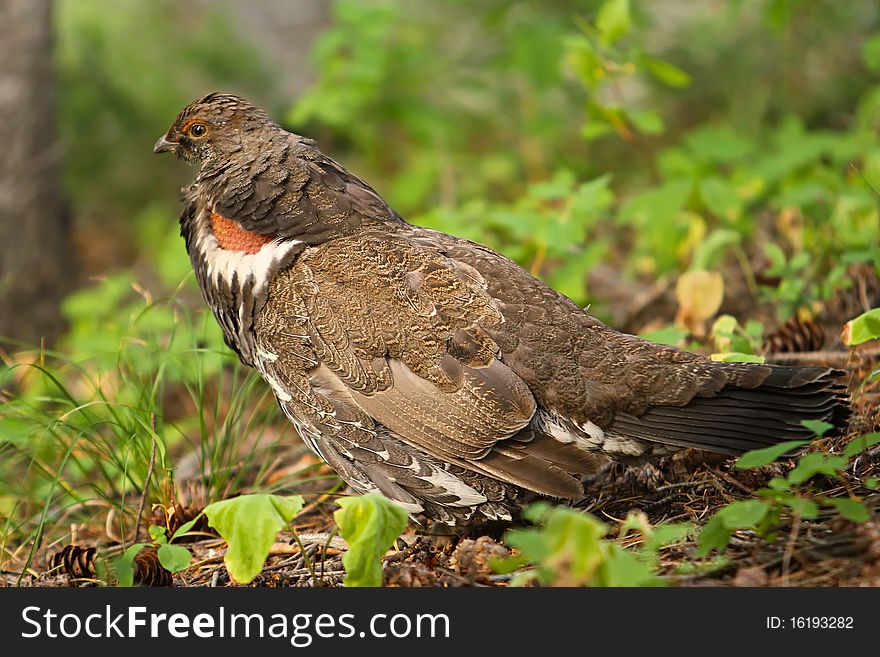 Franklin's Spruce Grouse, a subspecies of Spruce Grouse (Falcipennis canadensis franklinii) is 'drumming' or doing deep sounding vocalization