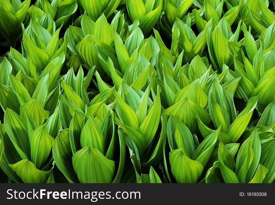 Young, Corn Lilies or False Hellebore plants in a meadow. Young, Corn Lilies or False Hellebore plants in a meadow