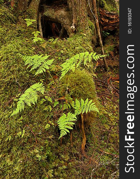 Ferns in temperate rainforest, in the Tongass National Forest, Southeast Alaska