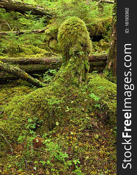 Temperate rainforest, in the Tongass National Forest, Southeast Alaska