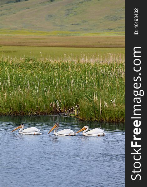 Amercian White Pelican - Grand Teton National Park. Amercian White Pelican - Grand Teton National Park