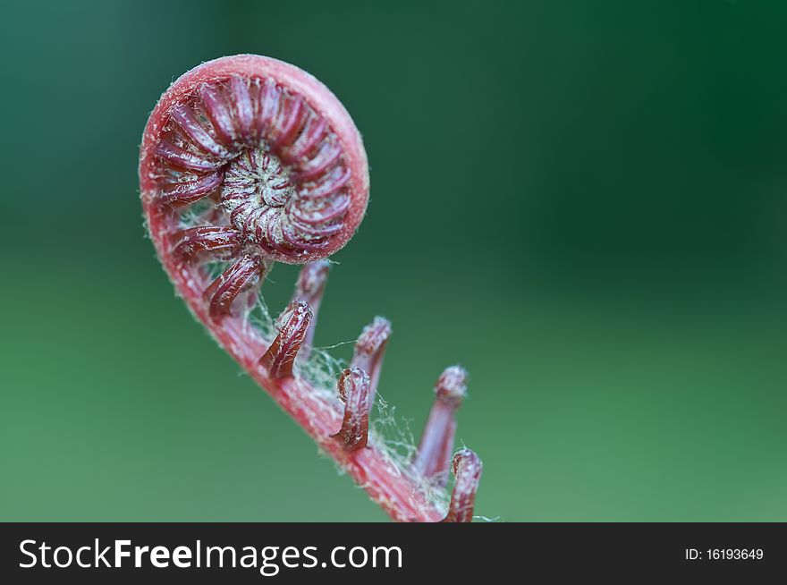 Closeup a new fern leaf .