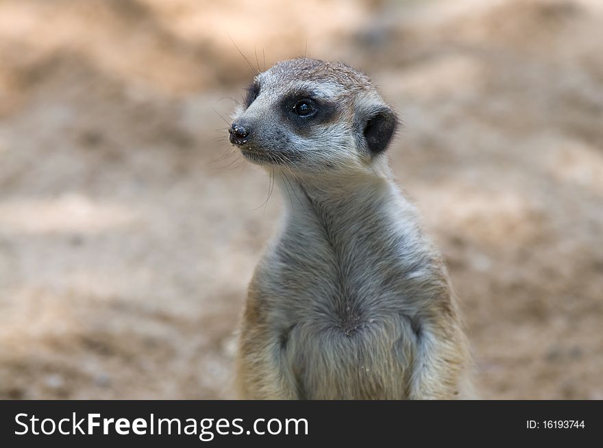 A meerkat standing on guard. A meerkat standing on guard.