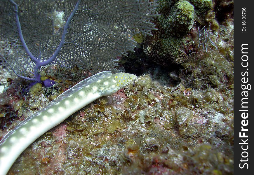 Sharp Tailed Eel