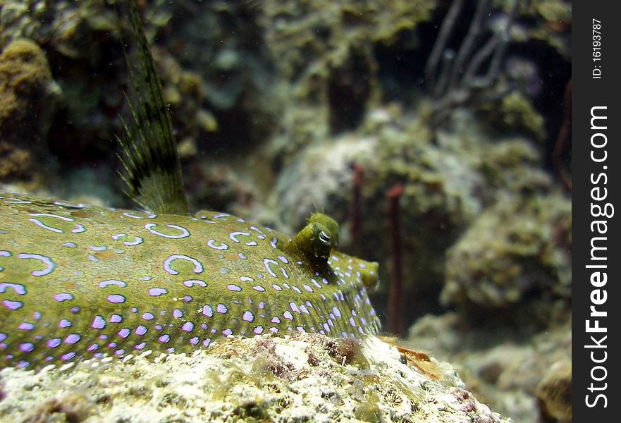 A Peacock Flounder sits atop a rock in the coral reef and warns off the photographer from coming too close by flashing his ever changing colours and waiving his fin like a flag. A Peacock Flounder sits atop a rock in the coral reef and warns off the photographer from coming too close by flashing his ever changing colours and waiving his fin like a flag.