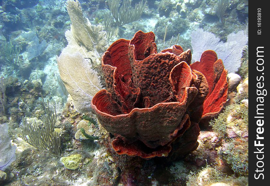A colourful Caribbean reef scene, featuring a bright red sponge and other soft corals in a beautifully clear ocean. A colourful Caribbean reef scene, featuring a bright red sponge and other soft corals in a beautifully clear ocean.