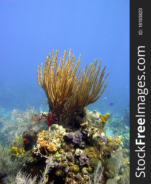 A colourful coral reef scene in the Caribbean.
A beautiful soft coral sits high up on a coral pinnacle, surrounded by sponges and sea fans.
The vibrant blue background shows off the beautifully clear Caribbean waters.