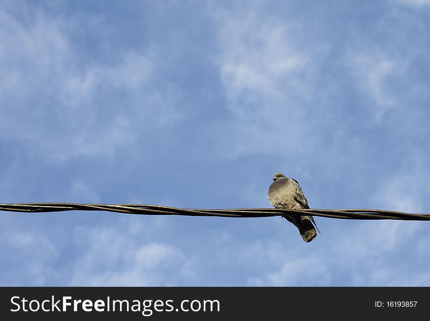 A Ruffled Pigeon On A Wire