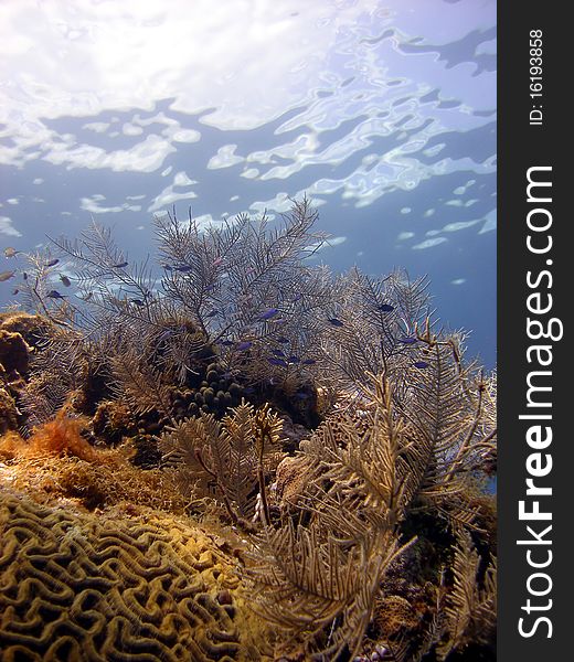 A beautiful coral reef scene