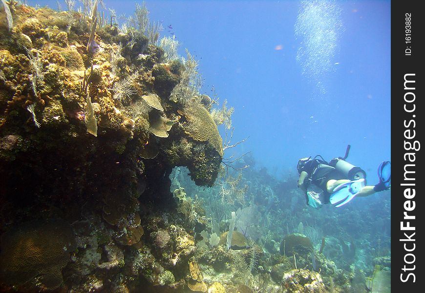 A Scuba Diver Admires A Beautiful Coral Reef