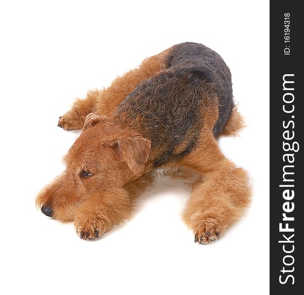 Pureblooded dog Airedale isolated on white background