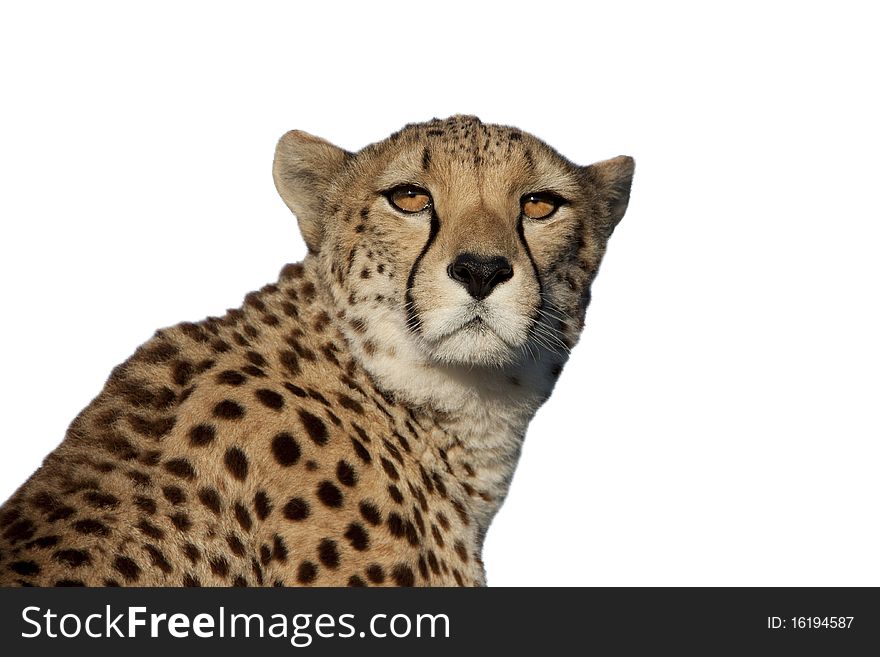 The head of a cheetah that is sitting in the sunlight