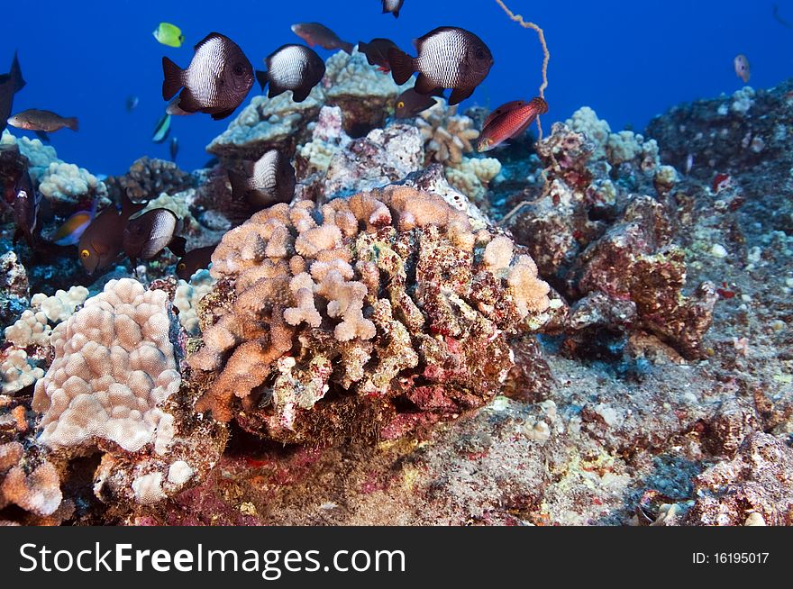 Coral reefs are the equivalent to a tropical rain forest. Coral reefs are the equivalent to a tropical rain forest.
