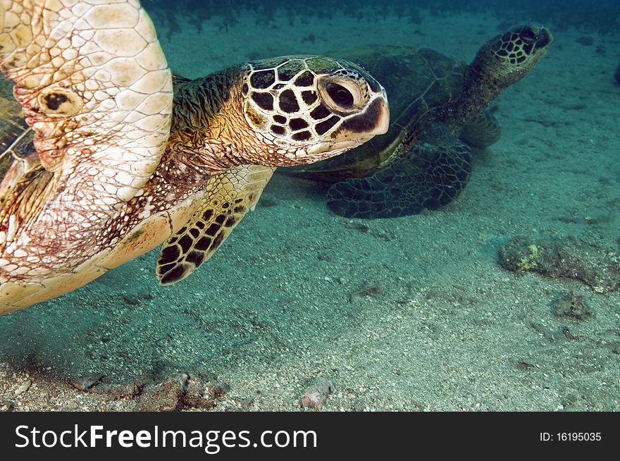 A pair of endangered green sea turtles sitting on the bottom