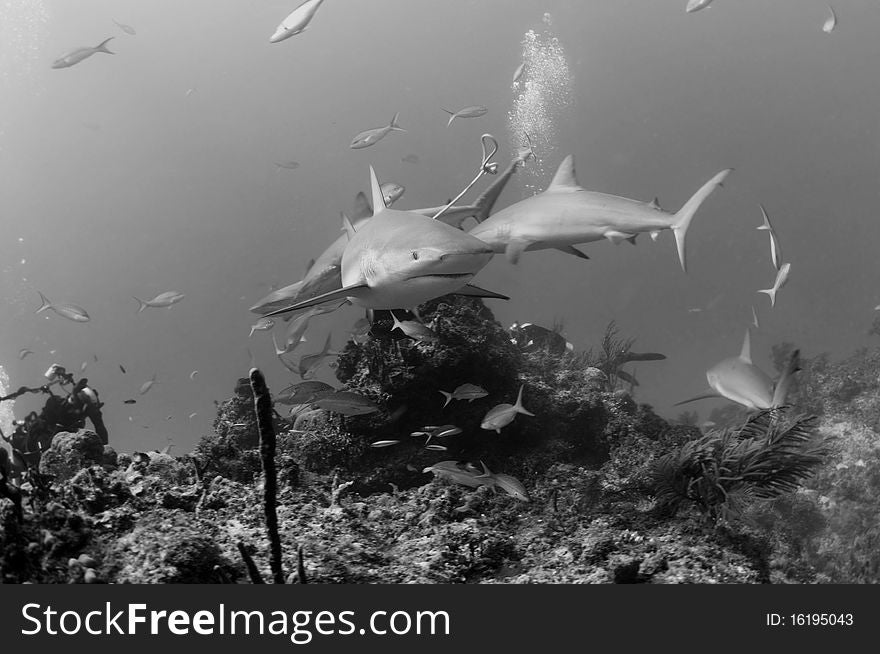 A pack of Caribbean reef sharks converge around a chum crate.