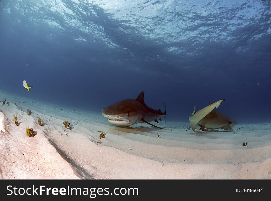 A tiger shark and a lemon shark pass each other on the sandy bottom of the Bahamas