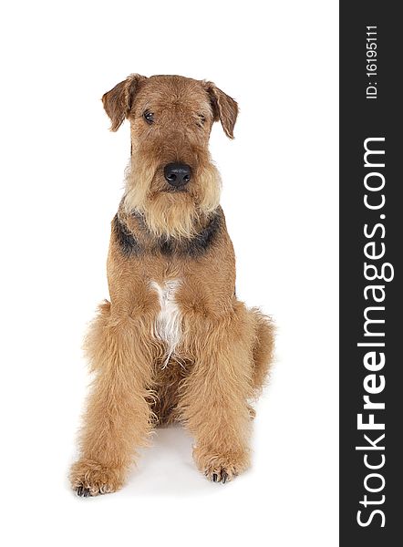 Pureblooded dog Airedale isolated on white background
