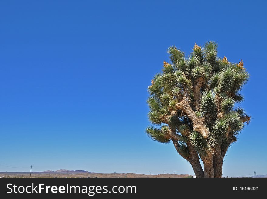 Joshua Tree in Mojave Desert National PArk. Joshua Tree in Mojave Desert National PArk