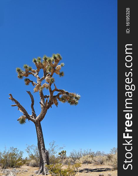 Joshua Tree in Mojave Desert National PArk. Joshua Tree in Mojave Desert National PArk