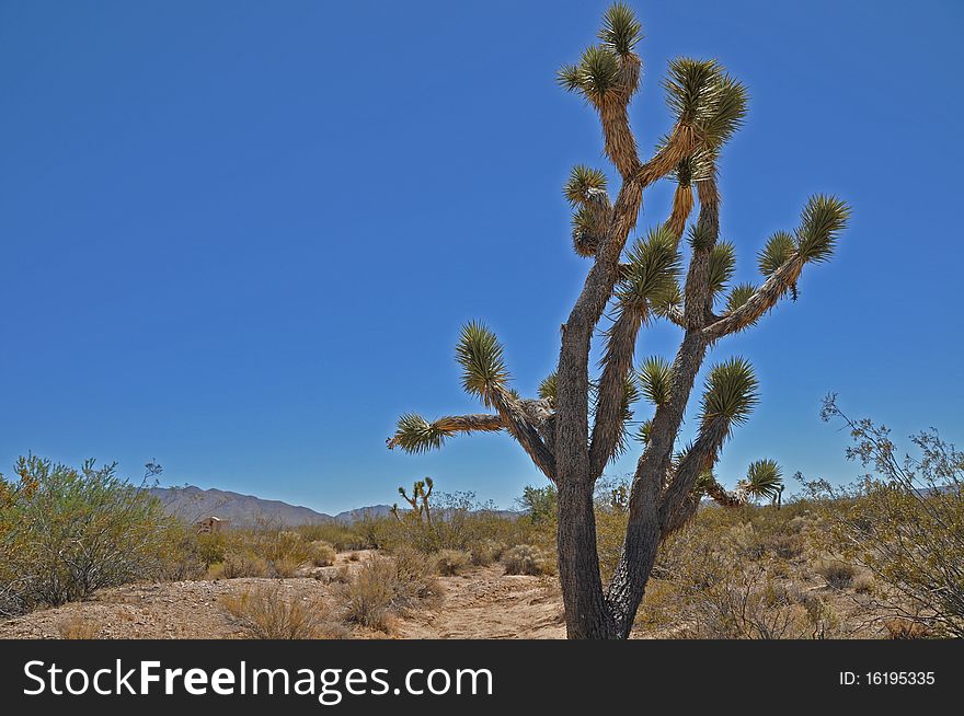 Joshua Tree in Mojave Desert National PArk