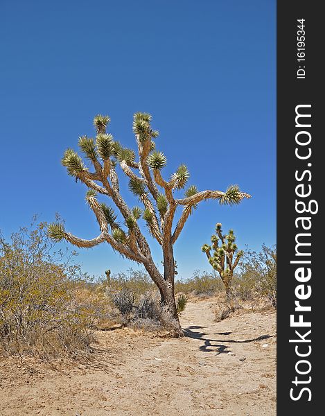 Joshua Tree in Mojave Desert National Park. Joshua Tree in Mojave Desert National Park