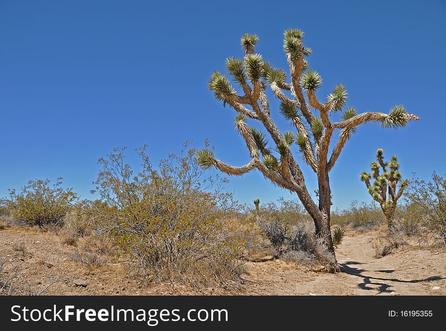 Joshua Tree in Mojave Desert National Park. Joshua Tree in Mojave Desert National Park