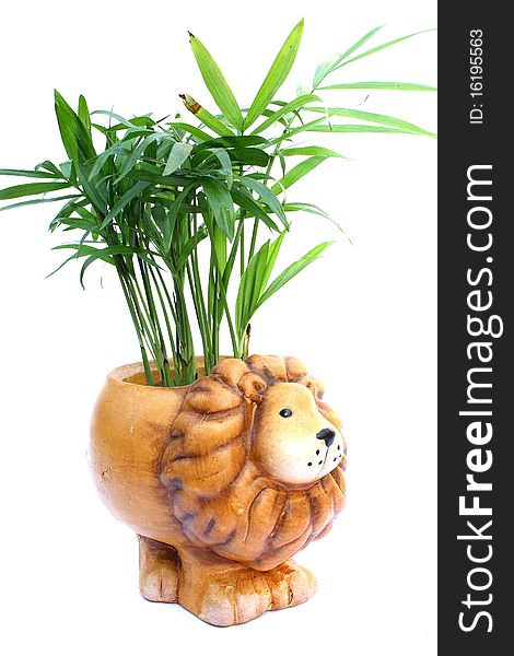 Ceramic lion pot plant with a love palm planted inside isolated on white
