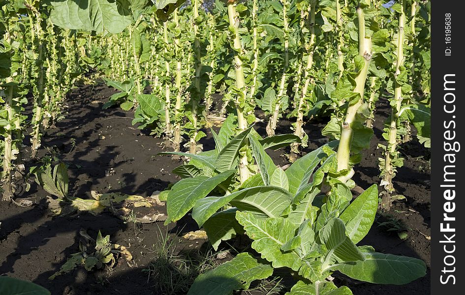 Freshly harvested tobacco plants in summer.