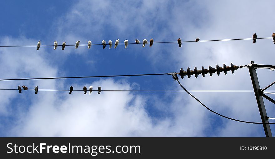 Birds (pigeons) on the electrical wires