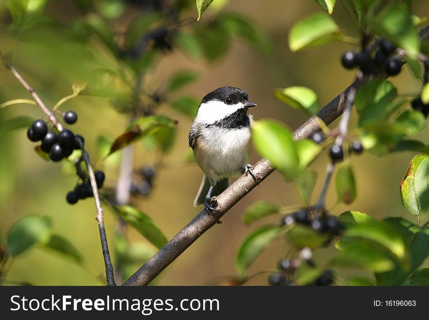 Black-capped Chickadee Poecile atricapillus perched in blackberry tree