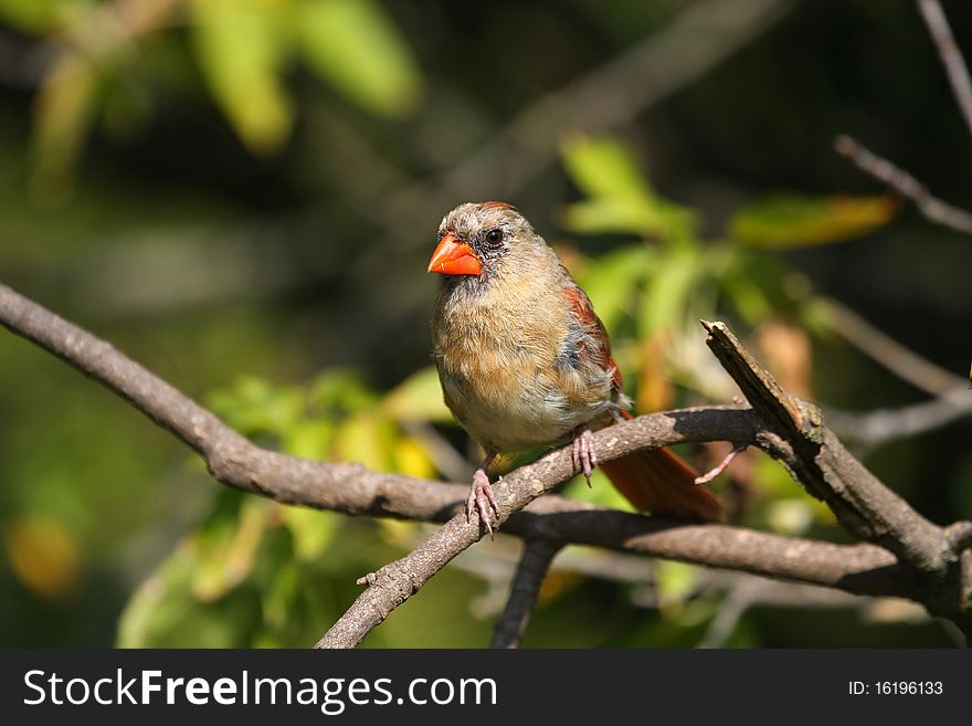 Cardinal Female perched in tree in morning sun