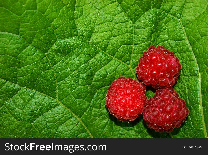 Red, ripe raspberry on green leaves.