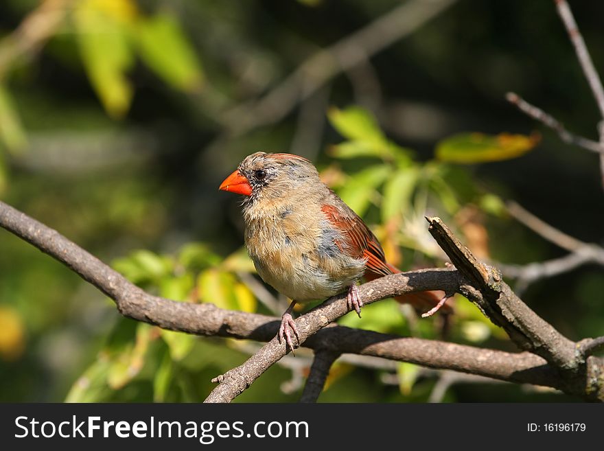 Cardinal Female perched in tree in morning sun