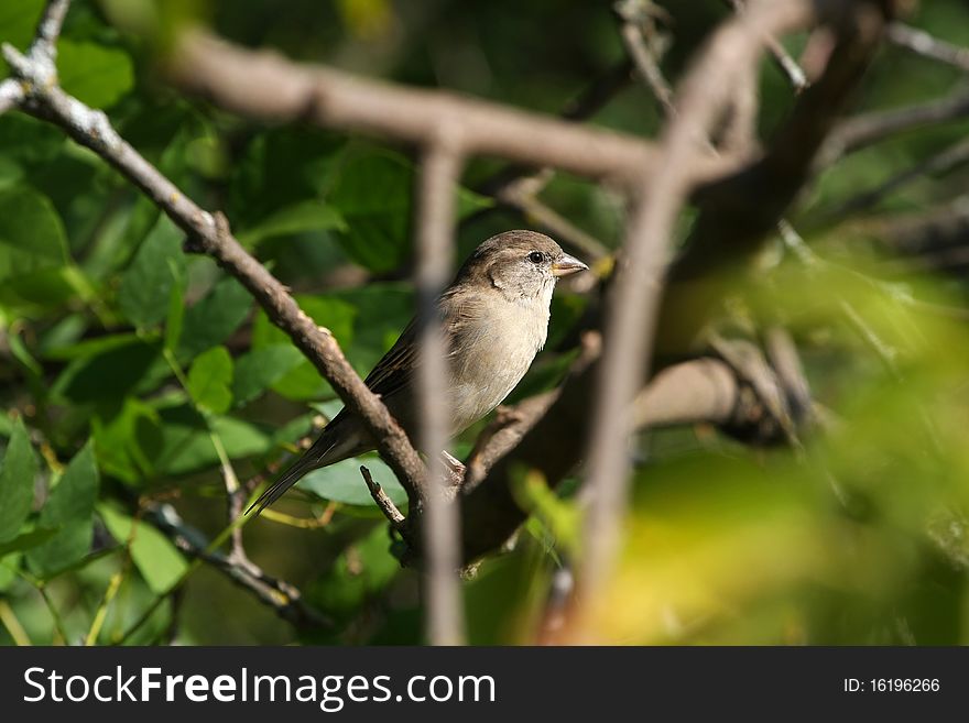 House Sparrow female Passer domesticus Female perched in tree