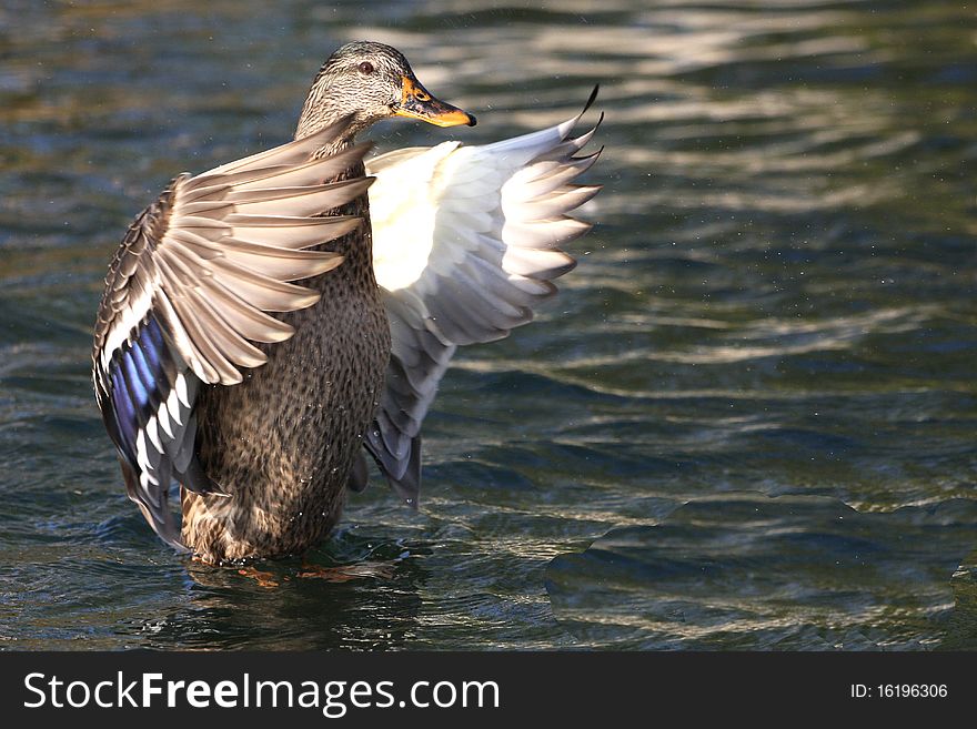 Mallard Duck Anas platyrhynchos Female wings open in sun