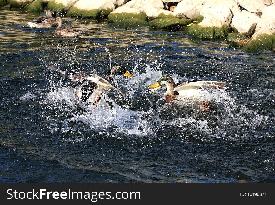 Mallard Duck Anas platyrhynchos Male fighting in sun